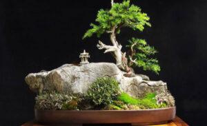 bonsai trong văn hóa Nhật Bản