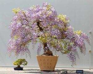 bonsai trong văn hóa Nhật Bản