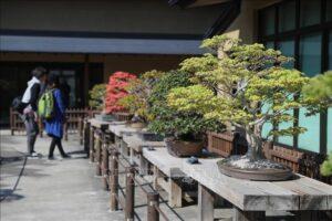 bonsai trong văn hóa Nhật Bản