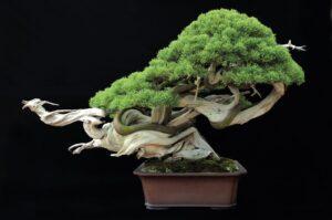 bonsai trong văn hóa Nhật Bản