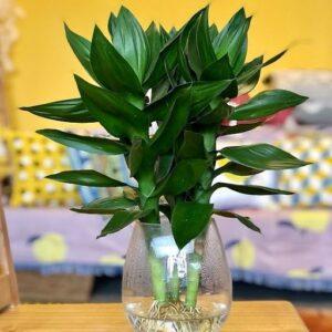 cách chọn chậu cây phong thủy