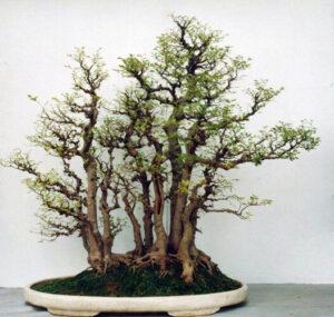 cách hồi phục bonsai yếu