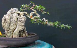 cách hồi phục bonsai yếu