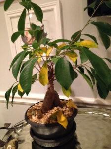 cách hồi phục bonsai yếu