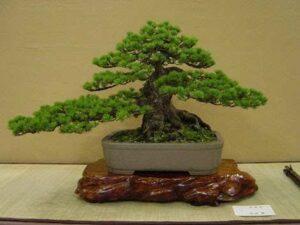 cách hồi phục bonsai yếu