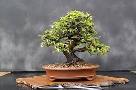 cách làm chậu bonsai thủ công