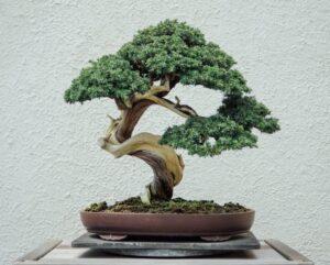 cách làm chậu bonsai thủ công