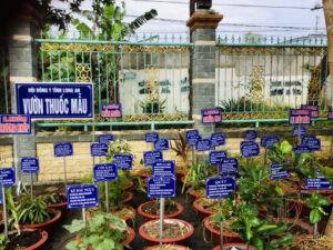 cách trồng cây thuốc tại nhà