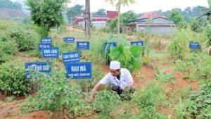 cách trồng cây thuốc tại nhà