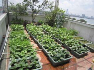 cách trồng rau sạch tại nhà