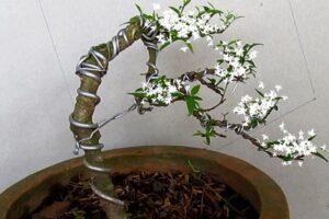 cách uốn cây bonsai cơ bản