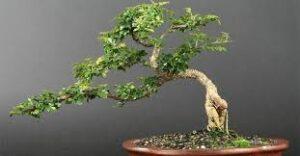 cách uốn cây bonsai cơ bản