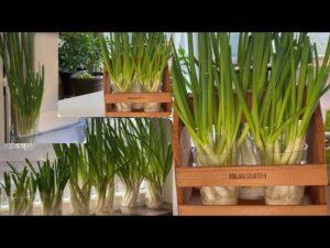 câu chuyện trồng cây