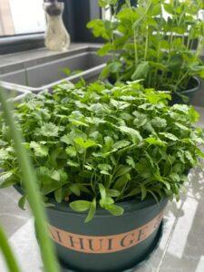 câu chuyện trồng cây