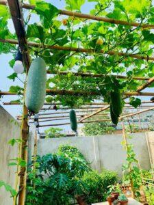 câu chuyện trồng cây