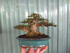 cây bonsai mini để bàn