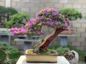 cây bonsai mini để bàn