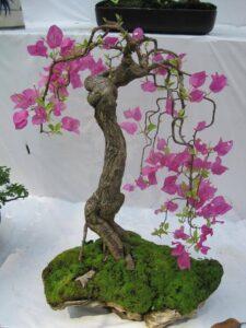 cây cảnh bonsai