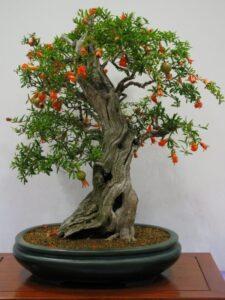 cây cảnh bonsai