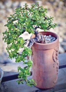 cây cảnh bonsai