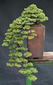 cây cảnh bonsai