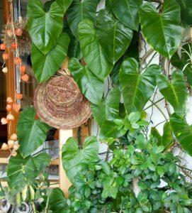 cây cảnh lọc không khí