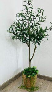 cây cảnh theo phong cách