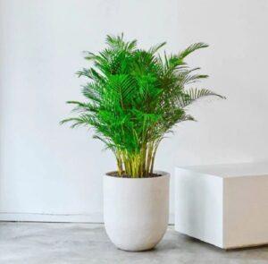 cây cảnh ưa sáng
