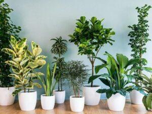 cây cảnh và sức khỏe