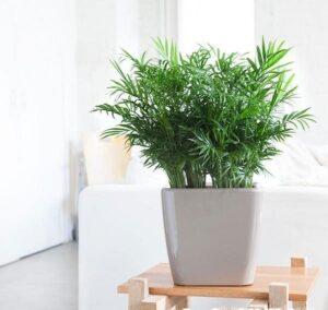 cây cho người cao tuổi