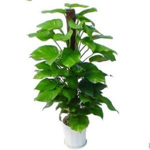 cây cho người cao tuổi