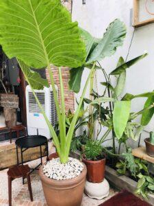 cây chống ô nhiễm bụi mịn