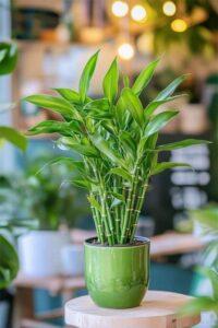 cây đặt bàn thờ thần tài