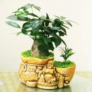 cây đặt bàn thờ thần tài