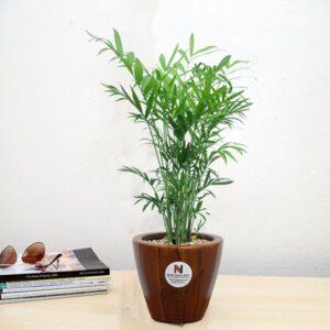 cây để bàn làm việc