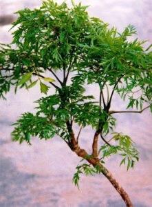 cây đinh lăng