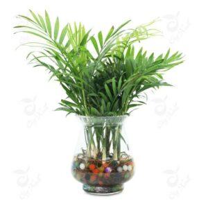 cây giúp điều hòa nhiệt độ