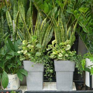 cây giúp điều hòa nhiệt độ
