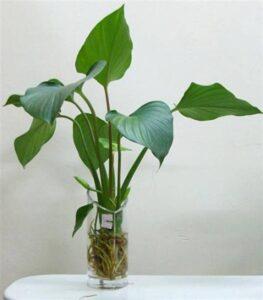 cây giúp điều hòa nhiệt độ
