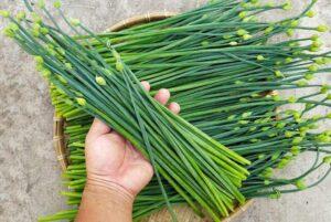 cây hẹ