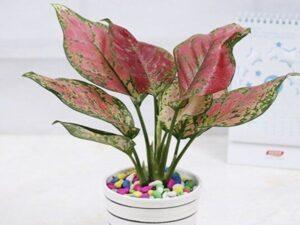 cây hợp mệnh Hỏa