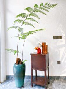 cây hợp mệnh Kim