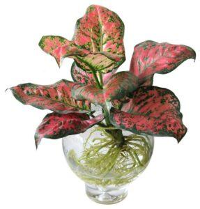 cây hợp mệnh Thổ