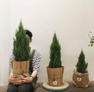 cây hợp mệnh Thủy