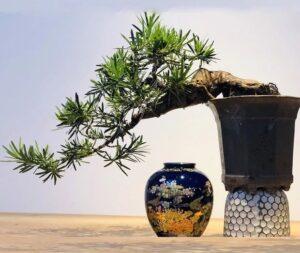 cây hợp mệnh Thủy
