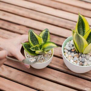 cây lọc không khí tự nhiên