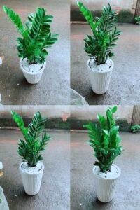 cây lọc không khí tự nhiên