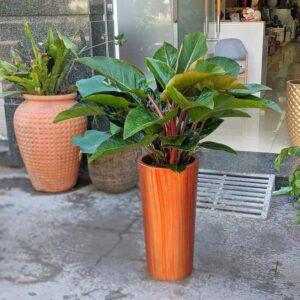 cây phong thủy cho phòng làm việc