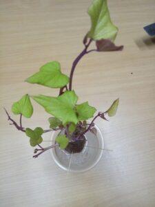 cây phong thủy cho phòng làm việc