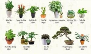 cây phong thủy theo tuổi